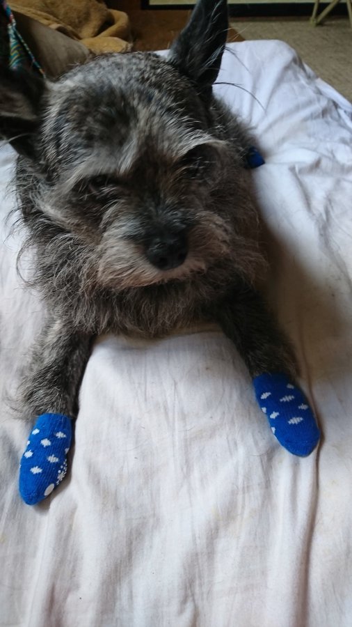 ダイソー 犬の服のサイズの目安は スイカ柄やレインコートも ふむふむ めも