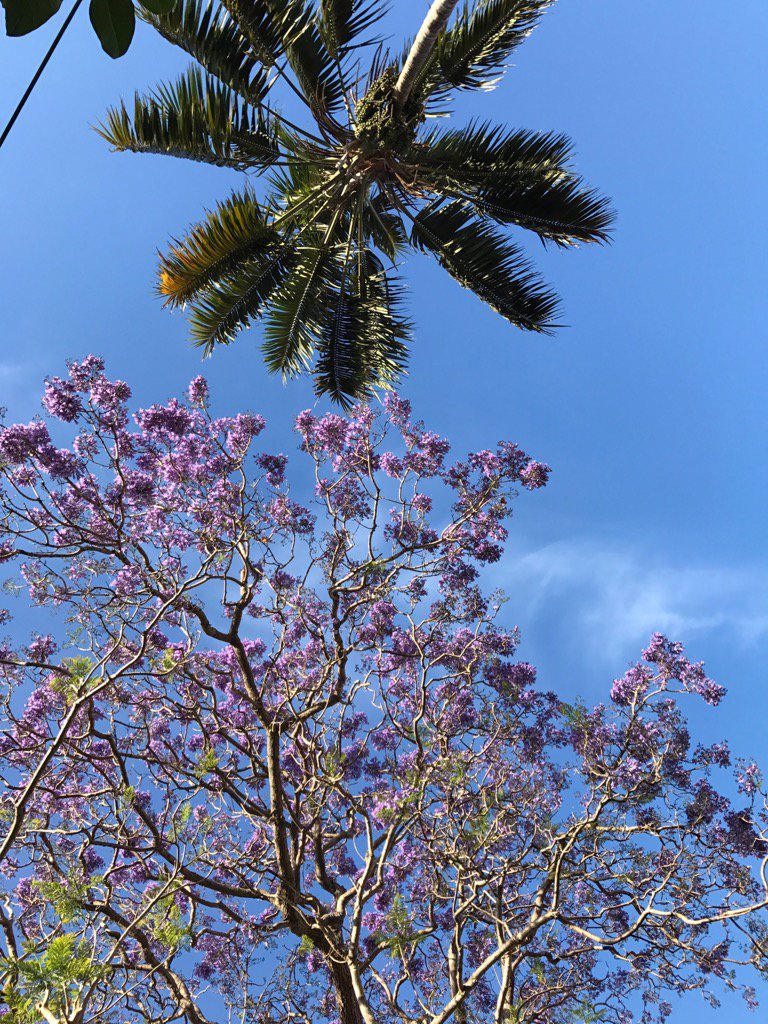 WyndhamSusan's tweet image. Jacaranda season! #Sydneyspring