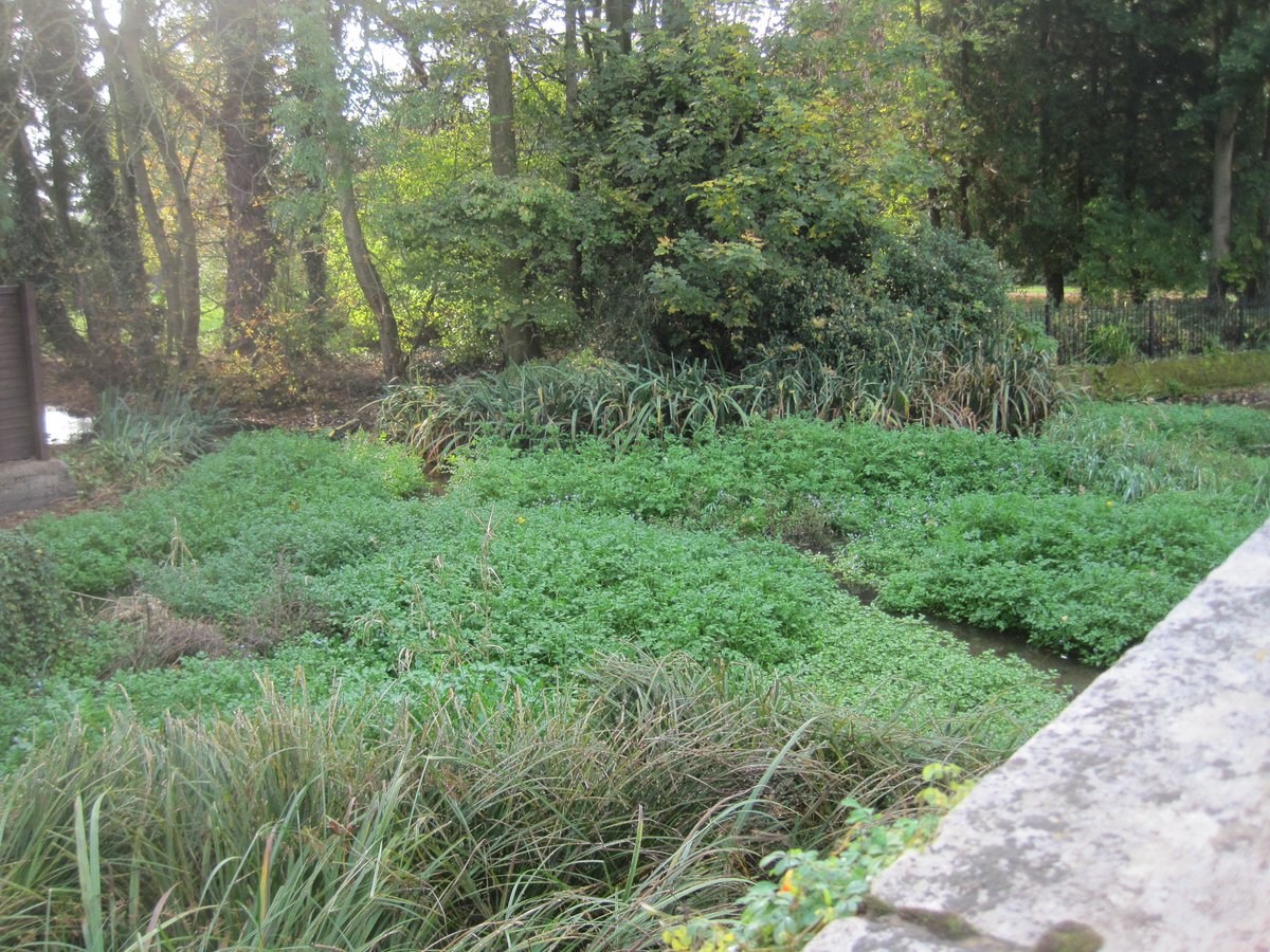VerValleySoc's tweet image. Once upon a time #RiverVer bridges needed 3 arches. Upstream of here c10 million litres a day are abstracted. Use water wisely, #StAlbans.