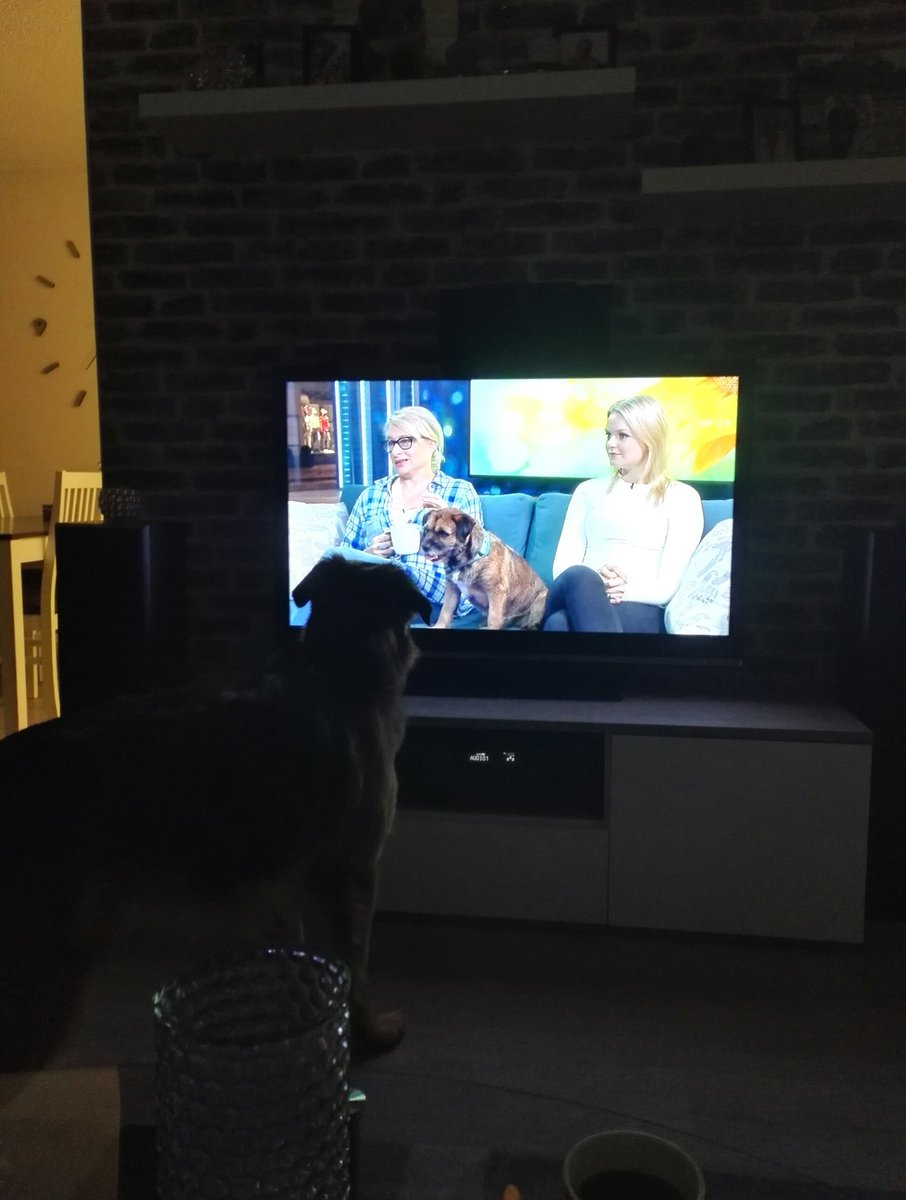 JenniLustig's tweet photo. Huomenta Suomi oli tänään Saken mielestä mielenkiintoinen kun Siniä sai tuijotella 😃🐕 @MTVHuSu #huomentasuomi #sinihauva #aamutv https://t.co/cxpc13RS9M
