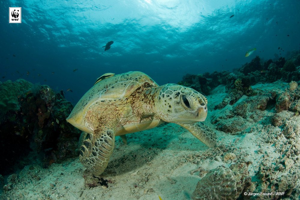Marine Buddies tweet media