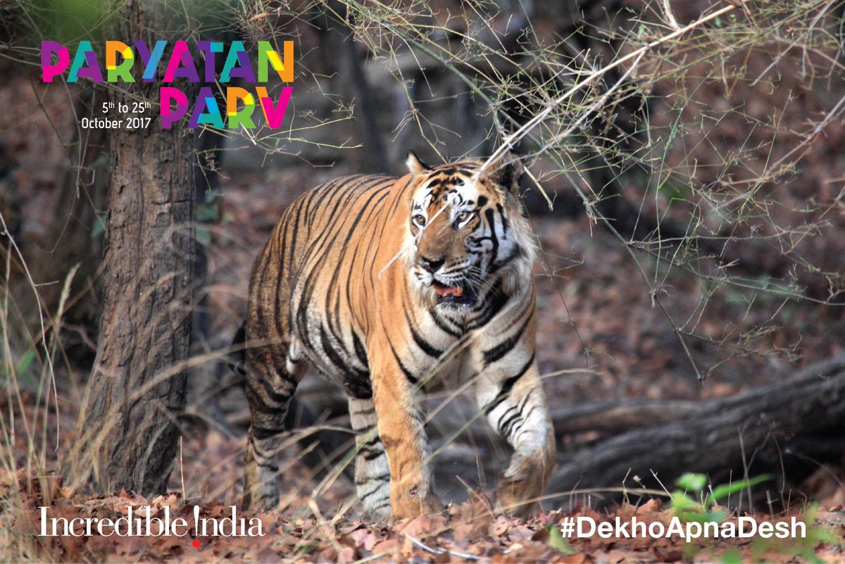 incredibleindia's tweet photo. Get up-close with the majestic Bengal tiger at the Bandhavgarh National Park. #MadhyaPradesh #DekhoApnaDesh #ParyatanParv2017 @tourismgoi https://t.co/1CiE2LETPx