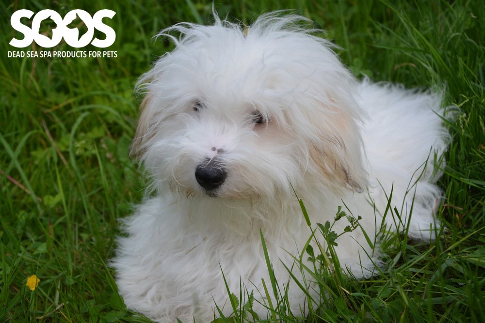 SoosPets's tweet photo. Check out our #Testimonials page and see what experts have to say about #SoosProducts! Enjoy :D https://t.co/dVbC1s3Z0z https://t.co/Yq5jEbHJ52