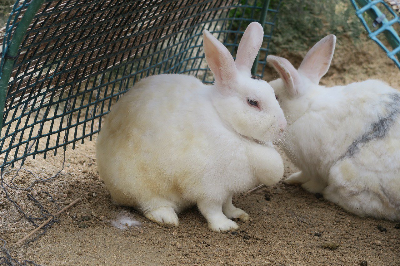 広島市安佐動物公園【公式】 on X: 