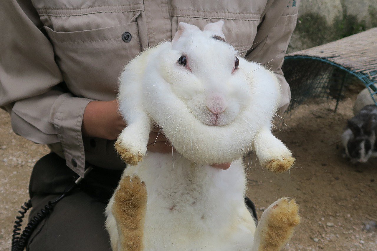 広島市安佐動物公園【公式】 on X: 