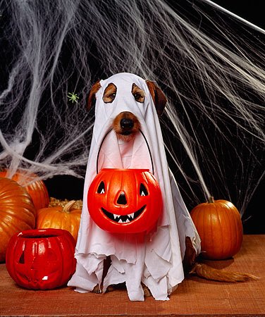 This Saturday OCT 21st, come and enjoy the BOO-TIFUL "VAN DUSEN GLOW IN THE GARDEN" with your BEd Buddies!! #UBCESA2018 #UBCBEd2018