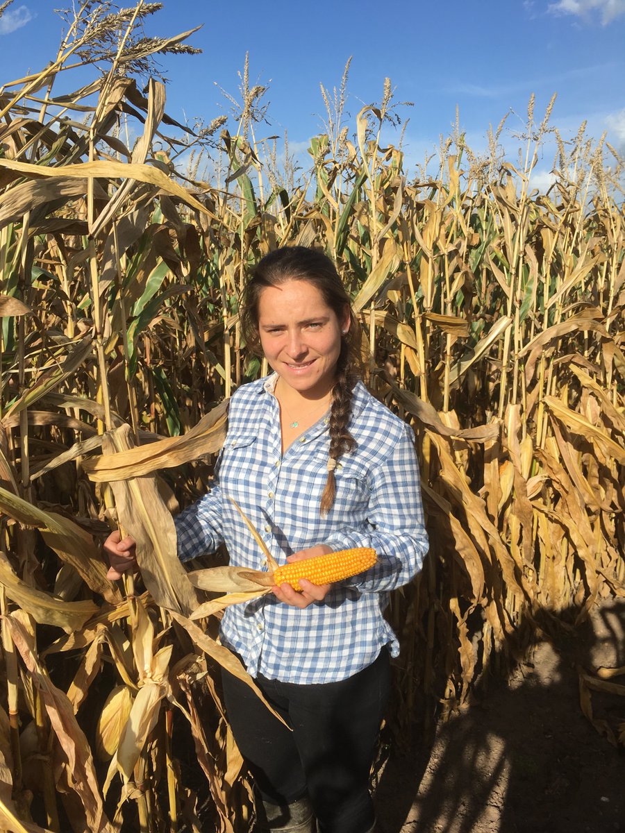 GreenGemAg's tweet photo. This new v early variety Duxxbury was ready 3 weeks ago, you could put the combine in it now. Really nice cobs. with @ragtseedsuk #maize17 https://t.co/m5ngOPQleM
