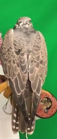 علوم الصيد ، اخبار الطواريح

طرح طير قرناس اليوم الثلاثاء 10/17 في الكويت ( الأبرق )