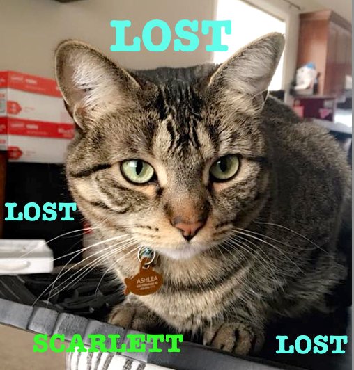 LethLostPets's tweet photo. LOST on ABERDEEN CRES WEST: Indoor  Female TabbyCat, 'SCARLETT': https://t.co/H6nBGW3fmF **PLEASE RT** @WHighlandsLeth https://t.co/lo2ZOAfVlO