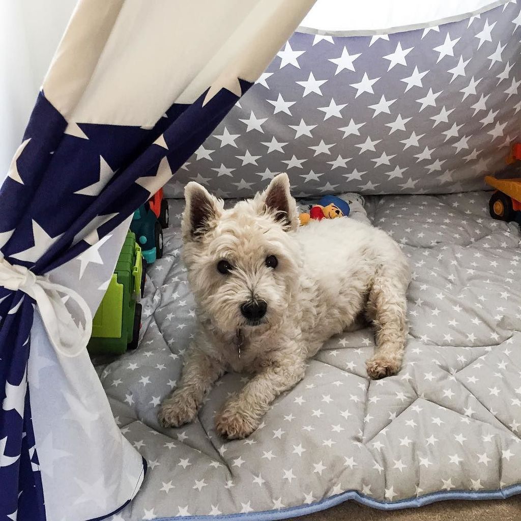 BakeandBaby's tweet photo. Happy 15th birthday to my little dog! #happybirthday #westie #westie15today #westhighlandterrier https://t.co/aZuRrUaQFf https://t.co/31vwXD0HtA