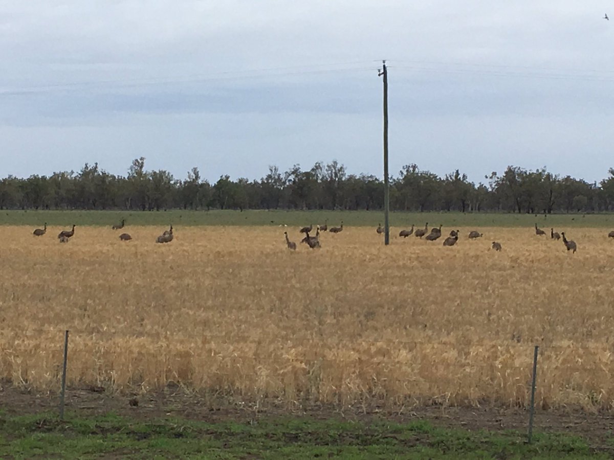 lockrey_tony's tweet photo. #Harvest in full swing west of Goondi! Smashing off a seed crop here, mud & moisture not a problem.👍 #bettercaption https://t.co/WYF5wgvrTX