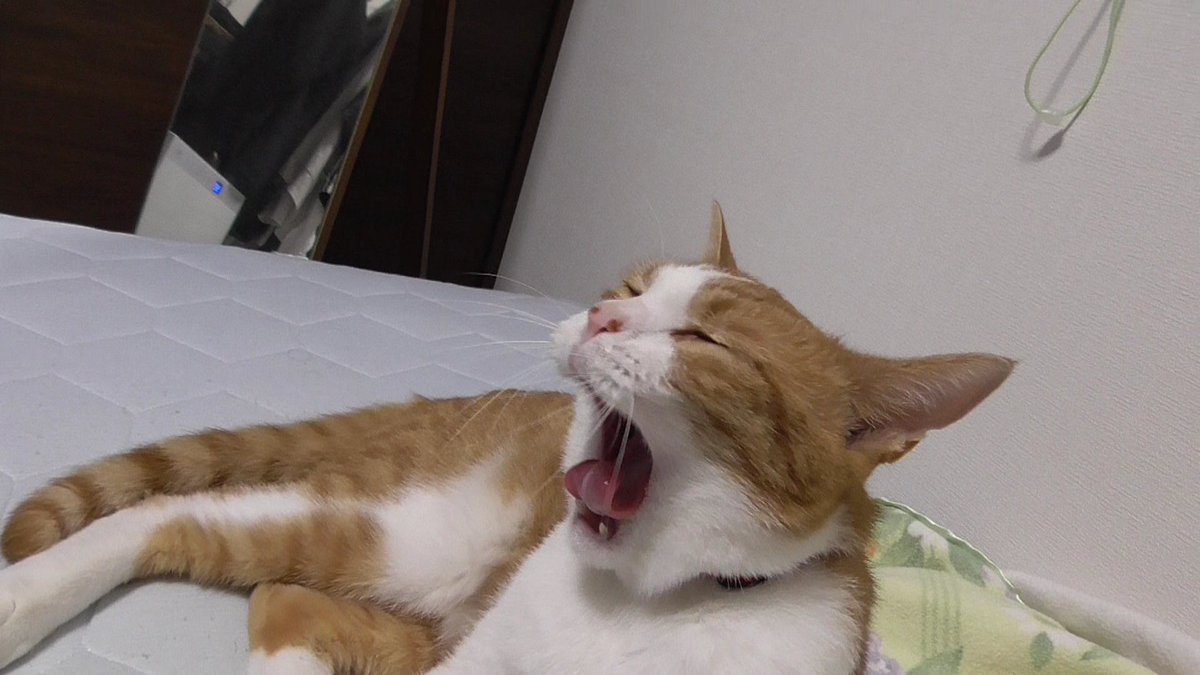 ニコラテ時々ソラ坊 Youtube 猫動画 保護猫 アメショー 赤ちゃんの姉弟 昨日upした動画です 寝起きでとにかく眠い愛猫たちの様子が可愛すぎた Cats Are Extremely Sleepy T Co Ul4yvomhfk 猫動画 ニコラテ 眠い あくび 可愛いor面白い