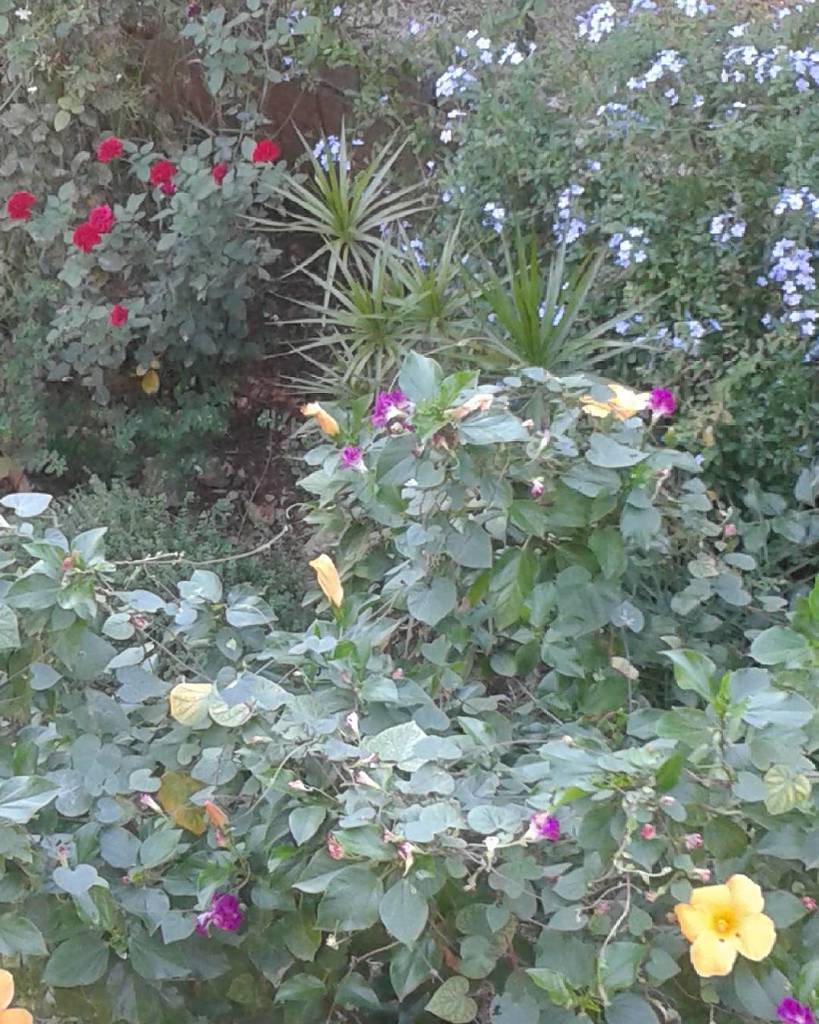 partmezzo's tweet photo. #Goodmorning with #November #flowers πΉπΌπΈπ»πΊ
#Partmezzo
#Team *
#travel #traveler #traveling #tourism #hotel #luxury⦠https://t.co/BcsstDzfUT https://t.co/lRe3GouGL0