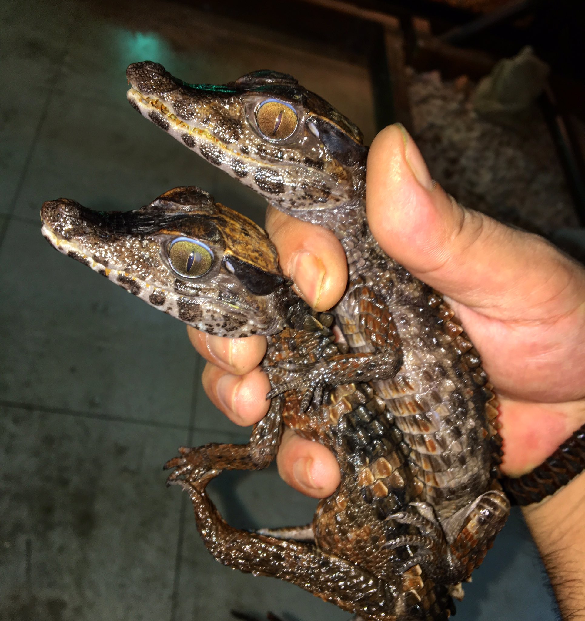 爬虫類ショップ マスターオブドラゴン ようやく到着 ブラジルカイマン ベビー入荷 ワニの中では小型 で価格もお求め安い人気種です 小型 と言っても そこはワニですから 爬虫類の中ではかなり大型です 勿論 特定動物ですので飼育には許可が必要です