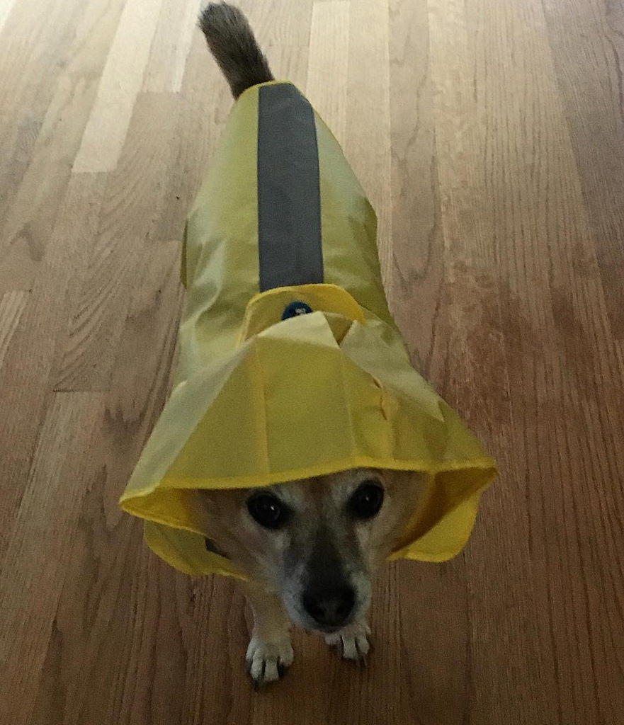 jdaisy's tweet photo. #newraincoat #pictureoftheday #pdxdogs #anniethedog #readyfortherain @thundershirtcompany #muttsofinstagram #20171016 https://t.co/BpTjzUooLn