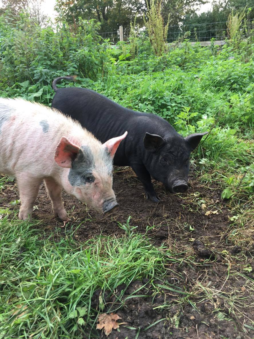 shabbafarm's tweet photo. Finally! Our Kune Kune piglets are not camera shy!! https://t.co/nX7GvmS5Zi