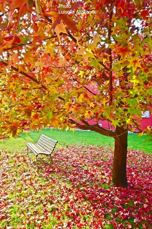 MontagneLago's tweet photo. "Centinaia di fiori in primavera, la luna in autunno, la brezza fresca d'estate, la neve in inverno. Se non occupi la tua mente in inutili cose, ogni stagione è per te una buona stagione." Luisella Aliprandi, Mandello del Lario #lakecomo. Grazie! https://t.co/uuyJbcfWNN