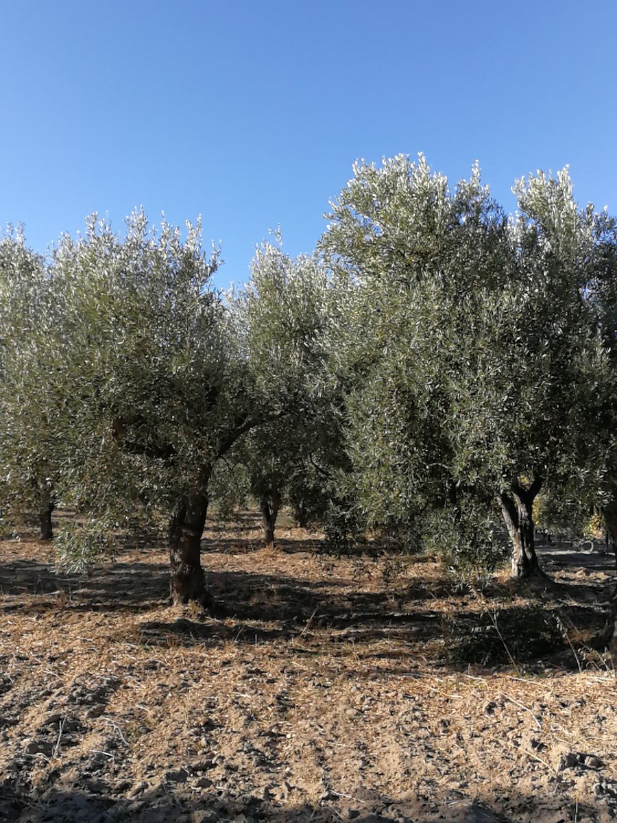 Che bello raccogliere le olive: la natura, il bel tempo, l'odore della terra. Qualcuno vuole venire a farlo al posto mio?