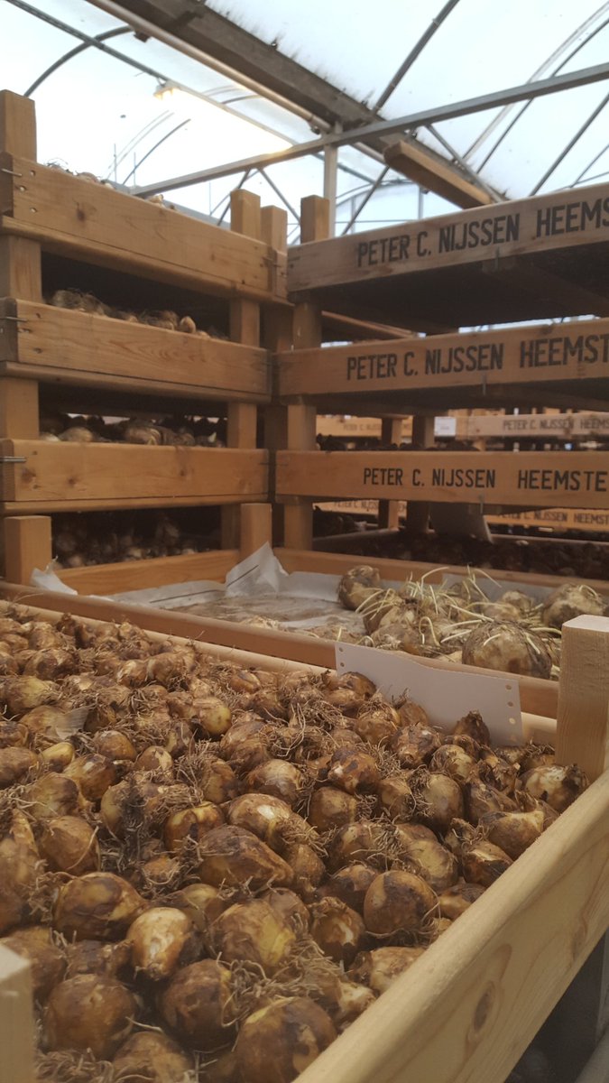 pimlemmers's tweet photo. Nu bloembollen planten, doet de bijen in het voorjaar volop zoemen!! #bijen #bio #bloembollen https://t.co/4QTVtNBjrC
