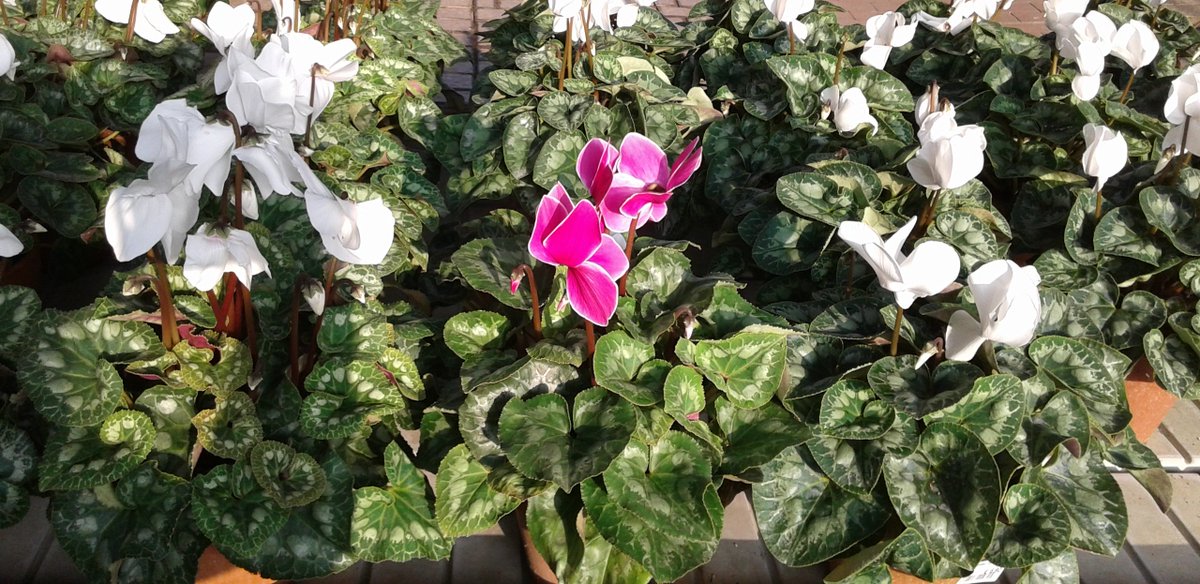 triphylla's tweet photo. DOVE TROVI @triphylla ?
Se ci stai cercando a MILANO ci trovi nello splendido garden dei #GiardiniGalbiati -> https://t.co/WHHoBOpRkv https://t.co/geTjaKuUPf