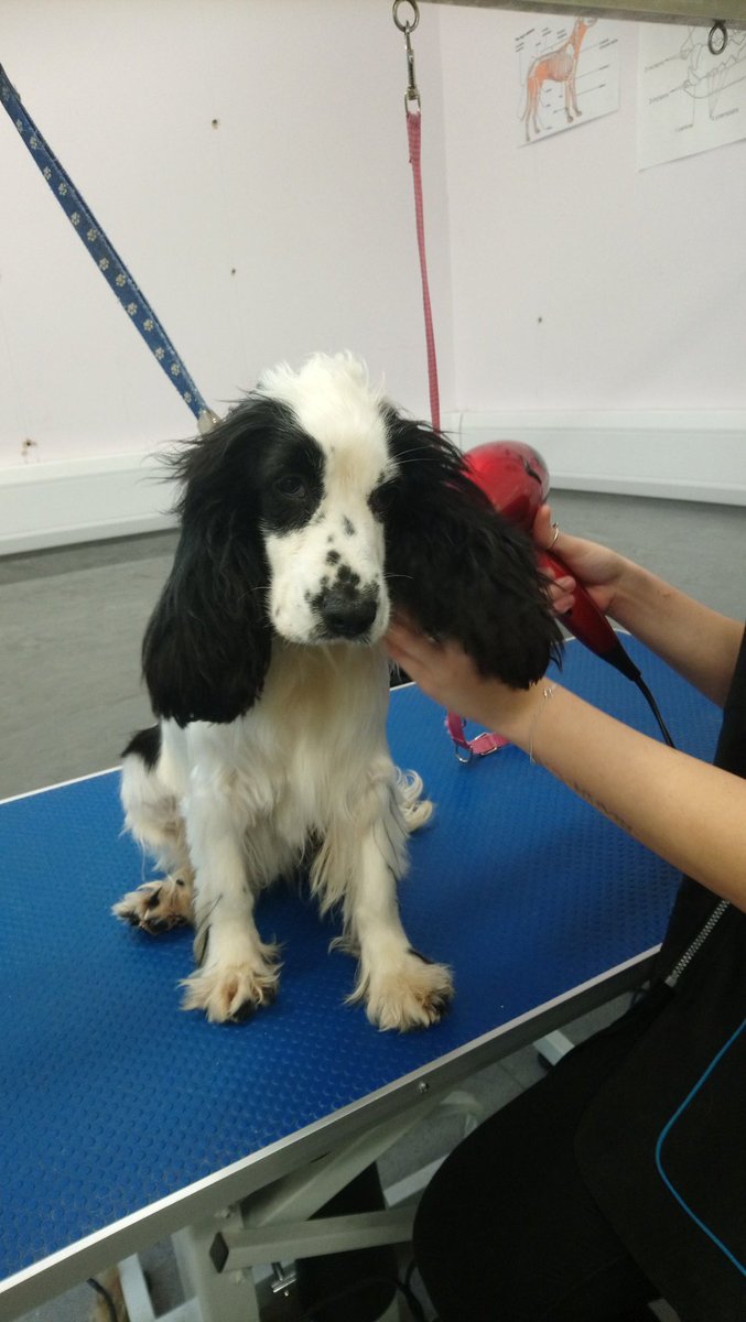 RHC_Canine's tweet photo. City and guilds students working hard. 
Come book your dog in for a pamper
01270 613166
#dogsoftwitter #reaseheath #dogslife https://t.co/1oUeAjT06f