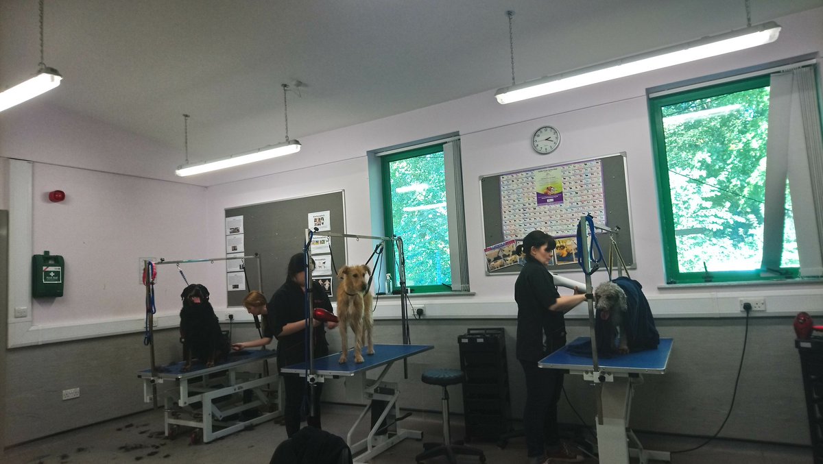 RHC_Canine's tweet photo. City and guilds students working hard. 
Come book your dog in for a pamper
01270 613166
#dogsoftwitter #reaseheath #dogslife https://t.co/1oUeAjT06f