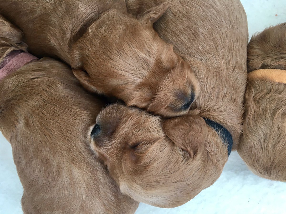 Countrycockapoo's tweet image. Puppy love @Countrycockapoo @Cheshire_Pet @Cockapoomad @cheshirelife @BritishCockapoo @BritishCockapoo 💕✨