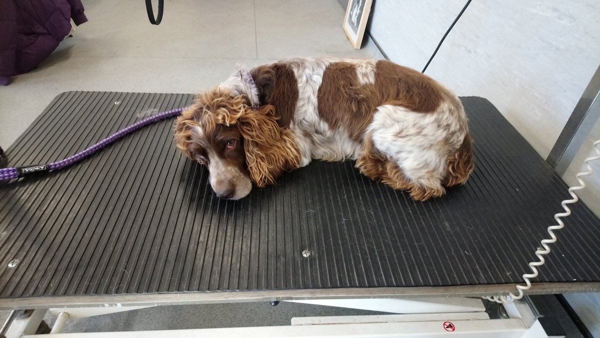 RHC_Canine's tweet photo. City and guilds students working hard. 
Come book your dog in for a pamper
01270 613166
#dogsoftwitter #reaseheath #dogslife https://t.co/1oUeAjT06f