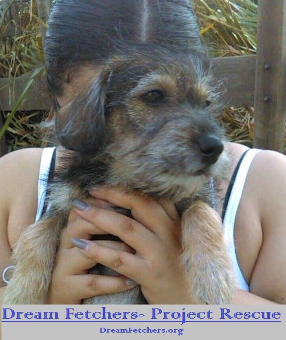 Rescue It's not a verb it's a Promise at Dream Fetchers Follow us on Facebook ow.ly/YgSV30eo1Ul Help us rescue more dogs #rescue #dogs