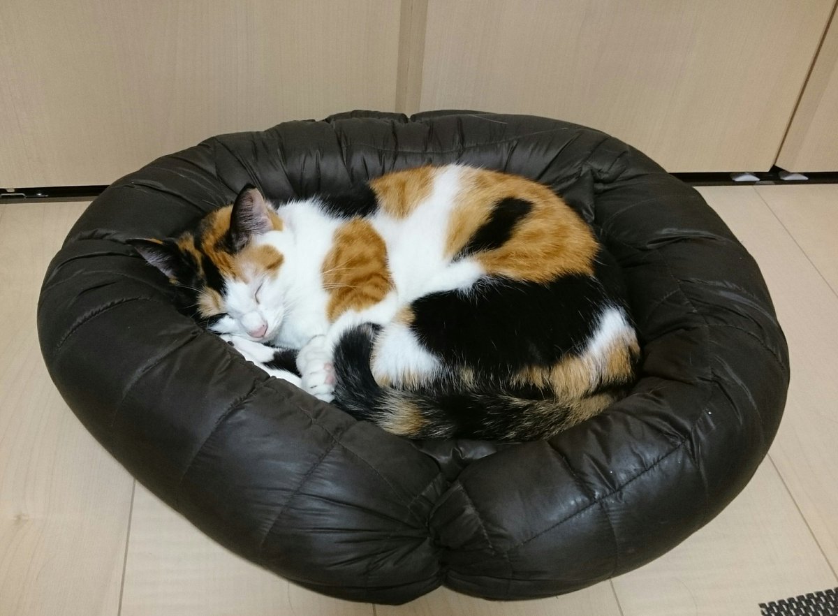 永井 信 Twitter પર これが私が着古したダウンで作った猫ベッドです なんか買ってきたやつよりもお気に入りで 私の匂いとかついてるから お部屋に置いてあげました 作り方はとても簡単らしい 妹が作ってくれた ので着古したダウンとかあったらぜひ作ってみて
