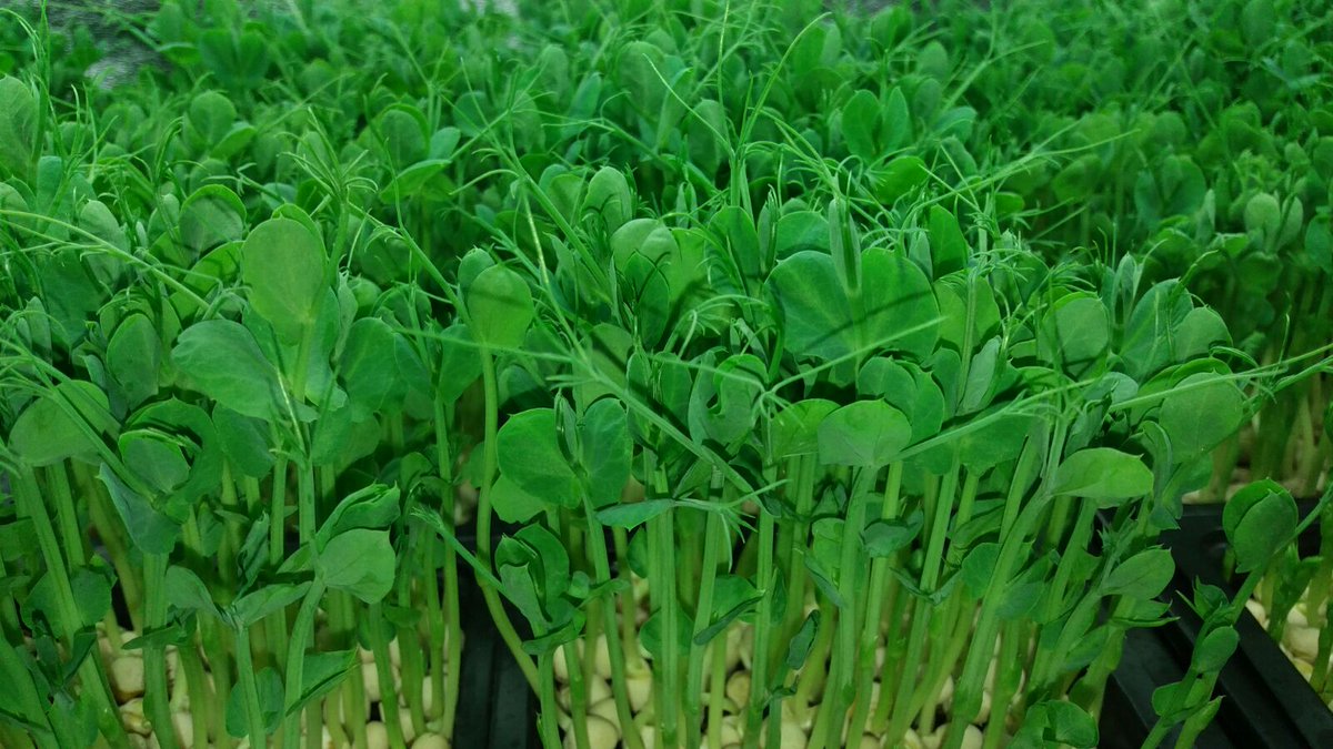 MicroCityGreen tweet picture