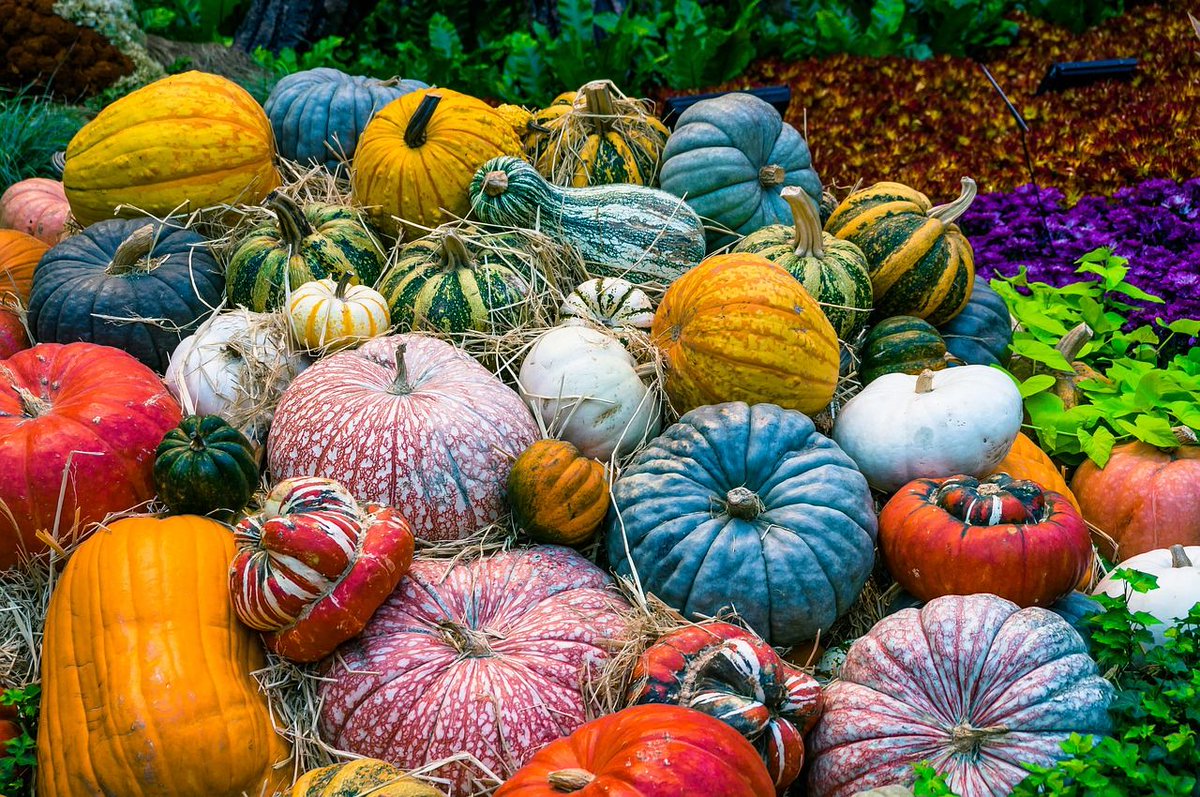 Did you know #pumpkins are 90% water and are related to #cucumber? #Factoid #PumpkinAndSquashWeek