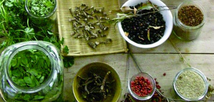 THProj's tweet photo. CLEVELAND: Learn about the Wild Wisdom of Weeds on 10/20 from Katrina Blair w/ @greentrineo &amp; @CLESeedBank https://t.co/FdLTgzvJWJ https://t.co/nz1pIkN0pI