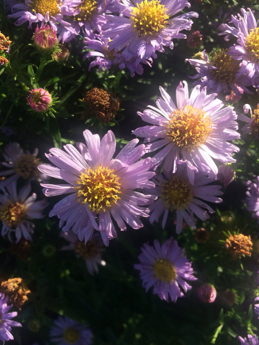 jamiewilsonn3's tweet photo. Why not.... #pretty #lovely #flowers #purple #purpleflowers https://t.co/8f5minlAdT