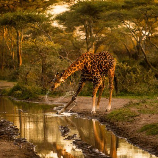 HerBestFoot's tweet photo. #TravelTuesday the spirit of #Africa embodied in the #giraffe as photographed by #AndrewD for National Geographic https://t.co/3ruSbrWOfK https://t.co/kdRzPavjHx