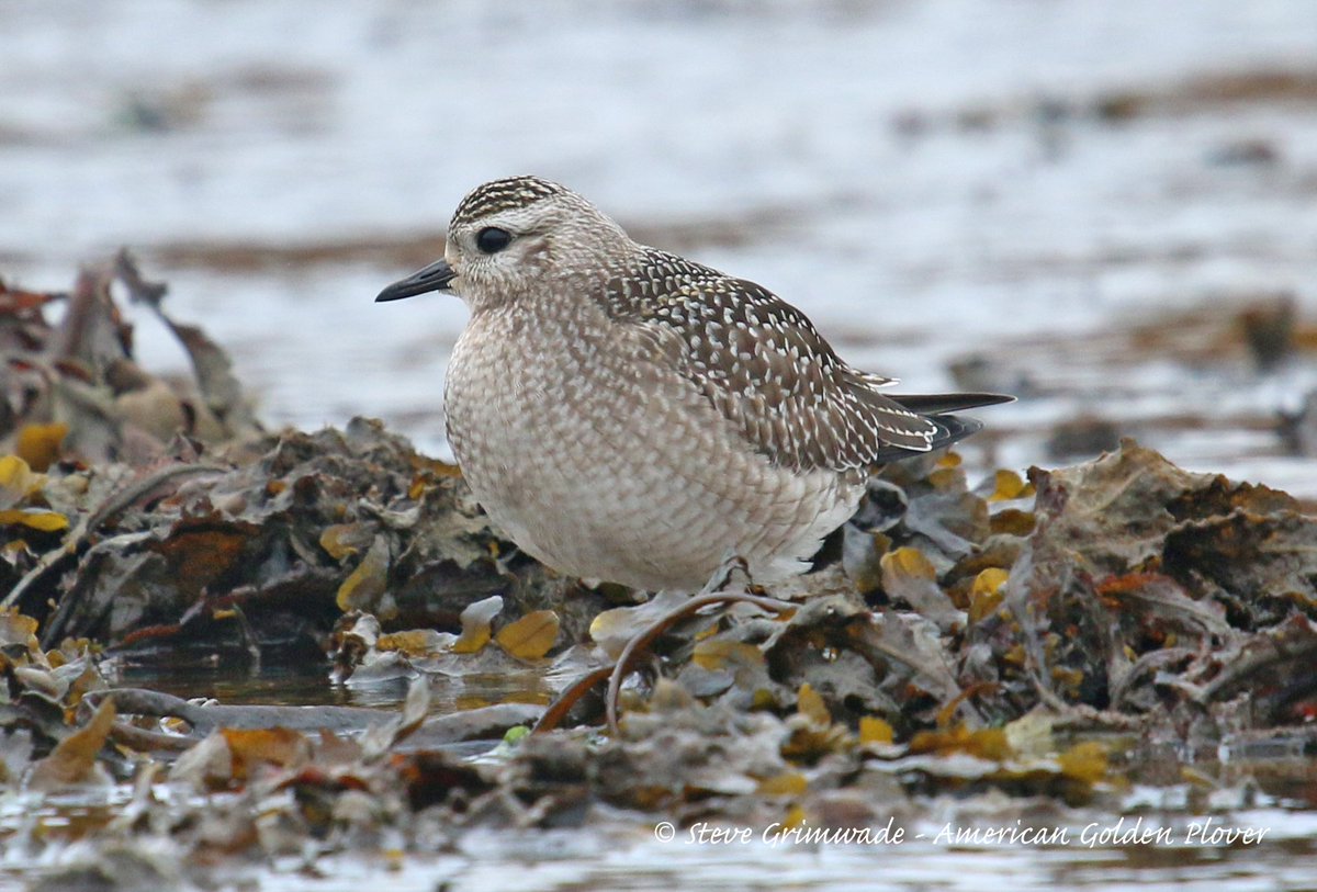 SwallowBirding's tweet photo. This AMERICAN GOLDEN PLOVER entertained us last week during our tour to the Isles of Scilly last week. @waderquest #scilly2017 https://t.co/NHlMFIUl2a