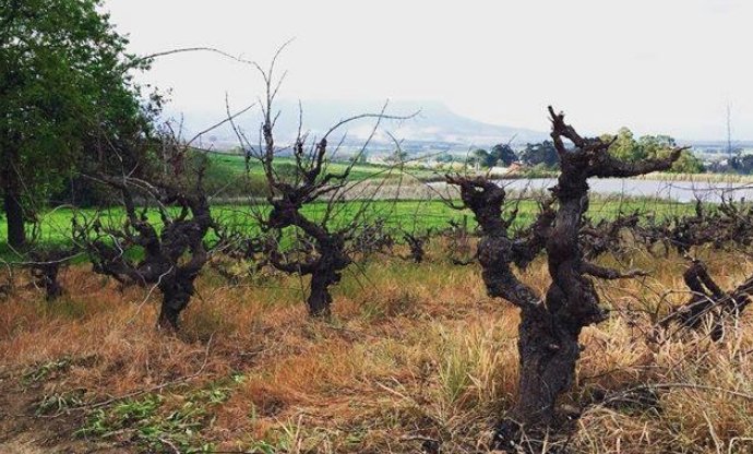 The Talking Table is hosting a weekend of Veteran Vines, Legendary Wines in the Swartland. Will be huge fun. bit.ly/2hJz8mD