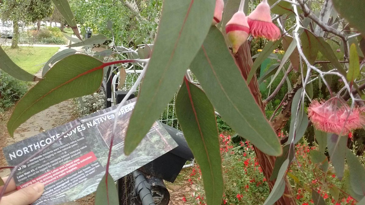 kath_is's tweet photo. #NorthcoteLovesForests so much we plant them.. and vote on them @LilyDAmbrosioMP https://t.co/KkshvMV8oA