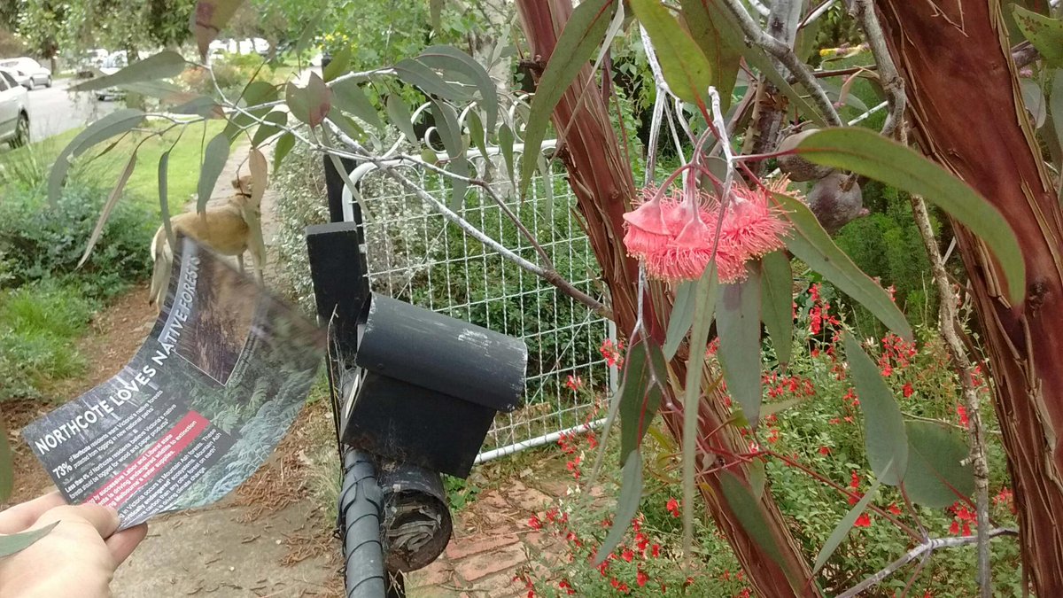 kath_is's tweet photo. #NorthcoteLovesForests so much we plant them.. and vote on them @LilyDAmbrosioMP https://t.co/KkshvMV8oA