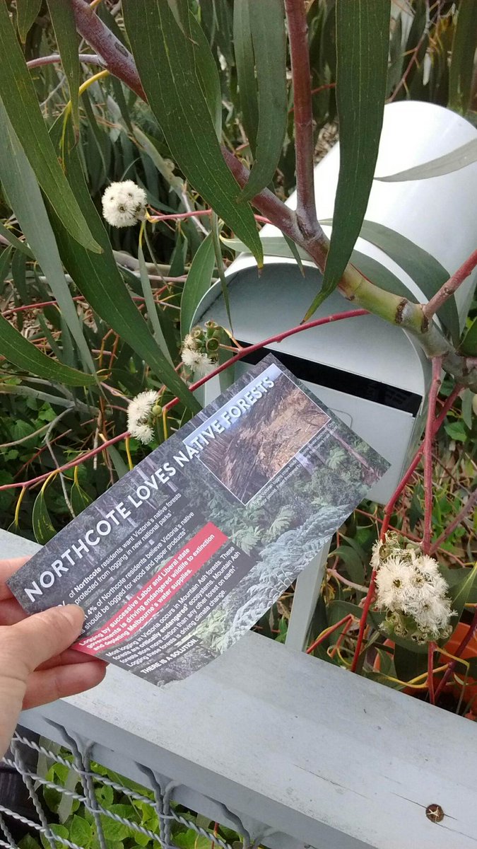 kath_is's tweet photo. #NorthcoteLovesForests so much we plant them.. and vote on them @LilyDAmbrosioMP https://t.co/KkshvMV8oA
