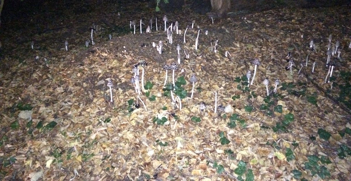 Emily_DRI's tweet photo. Did you hear the joke about the fungus?? I could tell you but it might need time to grow on you!

Our wild mushroom field at Broome Park! https://t.co/b98a5glvXX