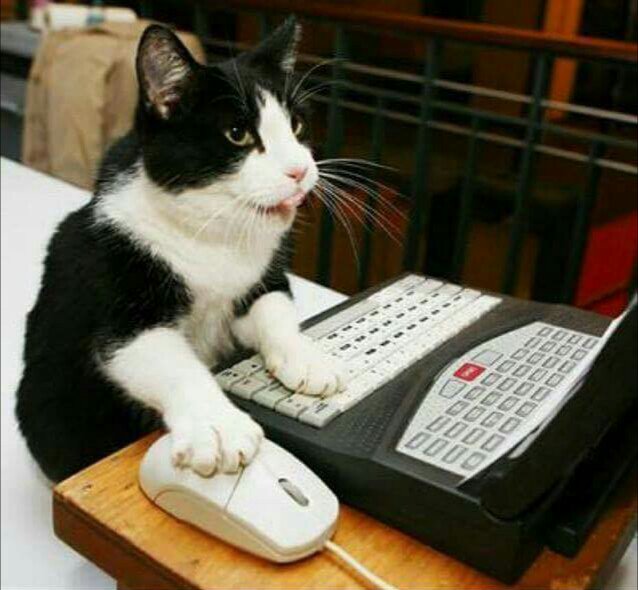 Technogama_web's tweet photo. ¡Esa es la actitud! Que tengan un buen día. 😃🐱
#FelizMartes #BuenDia #Gatos #Geek https://t.co/1AeCOaqtwT