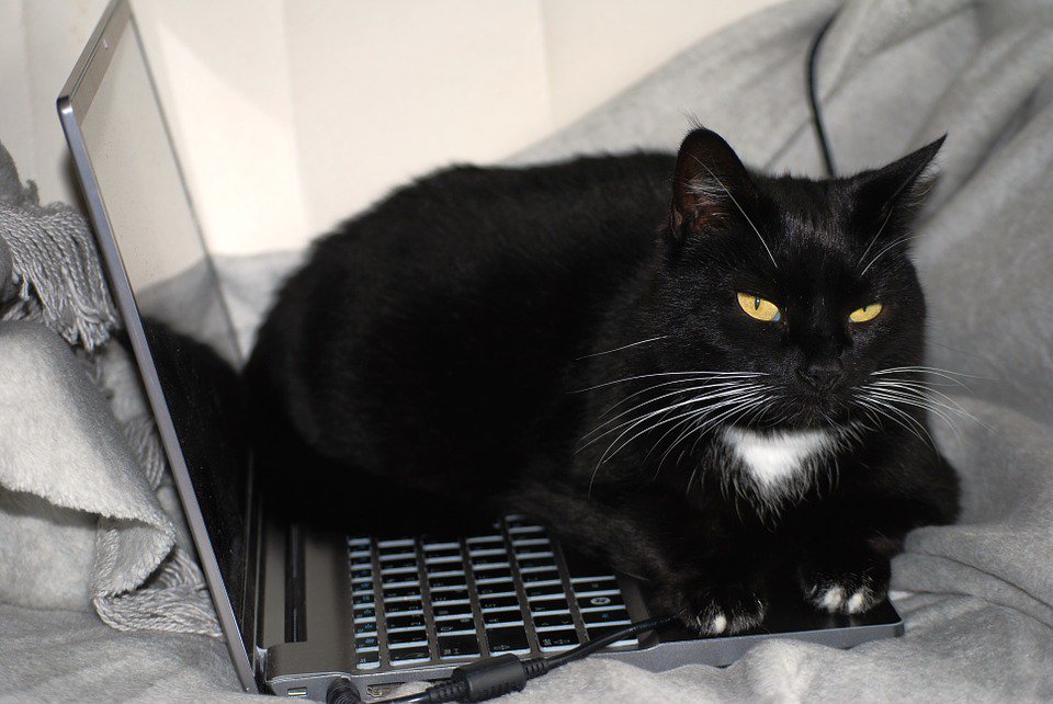 tangibledisplay's tweet image. Oh le chat... OK mais 1 achat de mode sur 5 est effectué dans un lit ! #innovation #phygital tangibledisplay.com/fr/the-phygita…