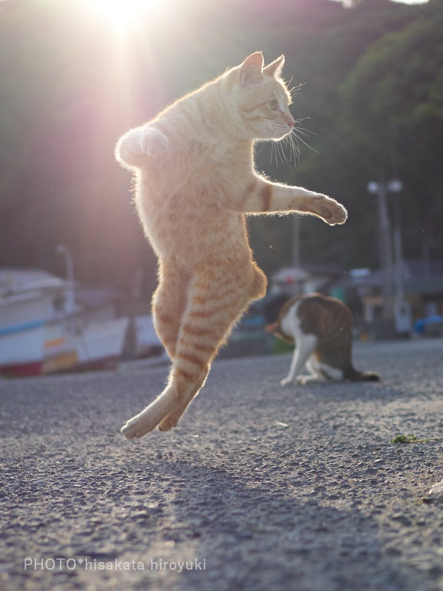 ジョジョ立ちする猫たち ジョジョ立ちする猫たち