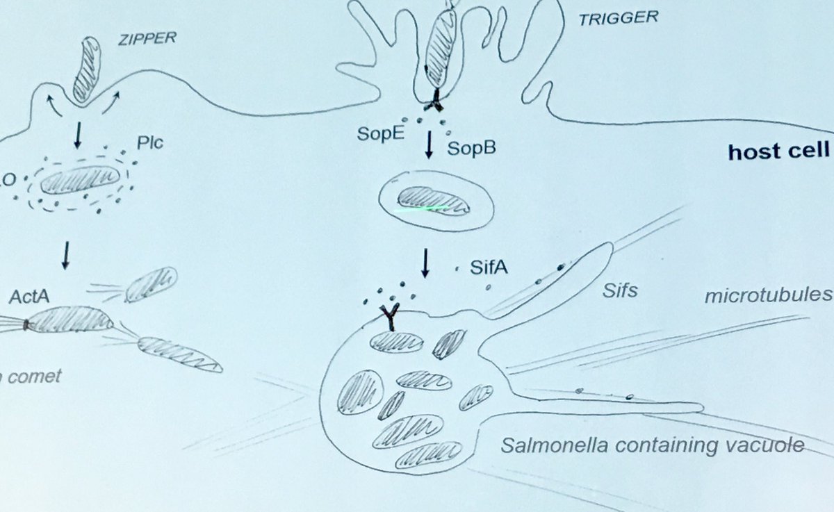 KrisGevaert_VIB's tweet photo. Old school artist impression on bacteria infecting host cells presented by Francis Impens #NGAPA17 https://t.co/uEhVbMQu3x