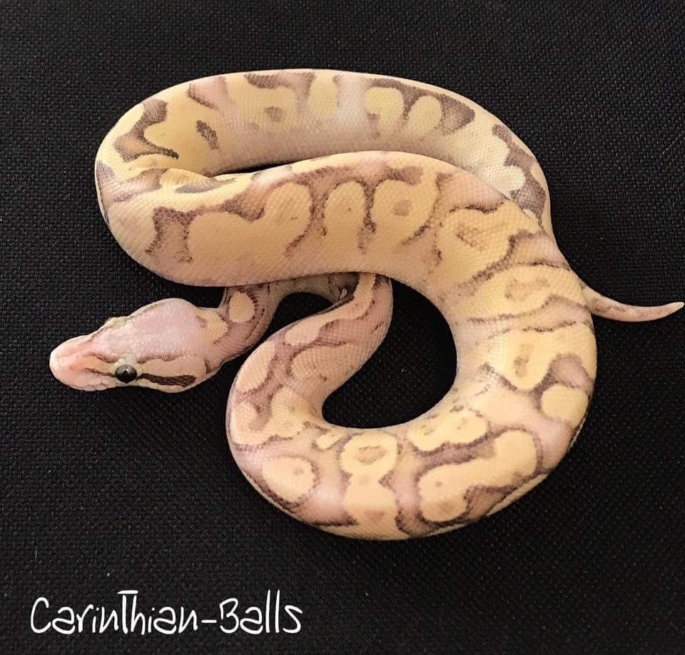CarinthianBalls's tweet photo. Super Pastel Super Vanilla Mojave poss Yellow belly
#ballpython #ballpythonmorph #königspython #pythonregius #snake https://t.co/zn4OpanQZc