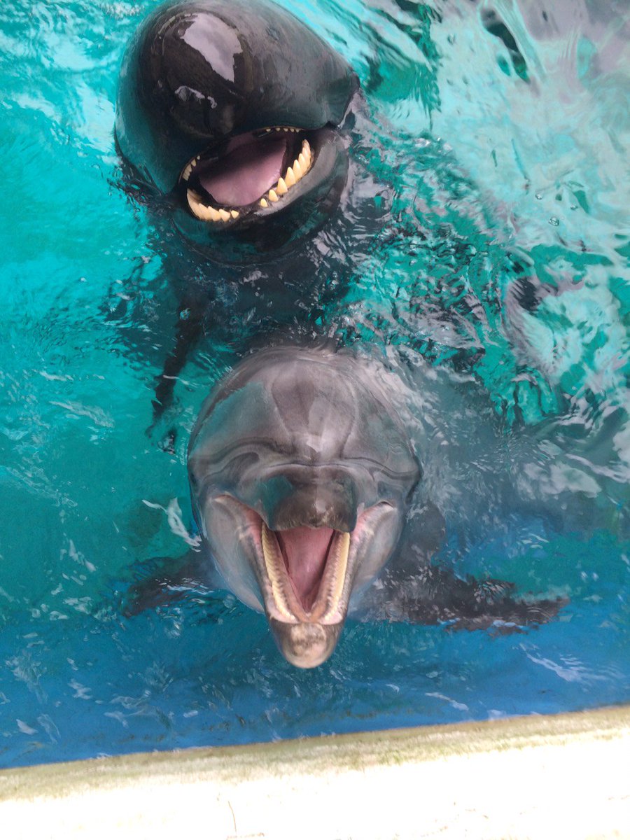 横浜 八景島シーパラダイス公式 در توییتر バンドウイルカのアースと遊ぼうとしたら 僕も とやって来たオキゴンドウのマイル イルカとクジラですが 2頭はとってもなかよしです 八景島 シーパラ バンドウイルカ オキゴンドウ