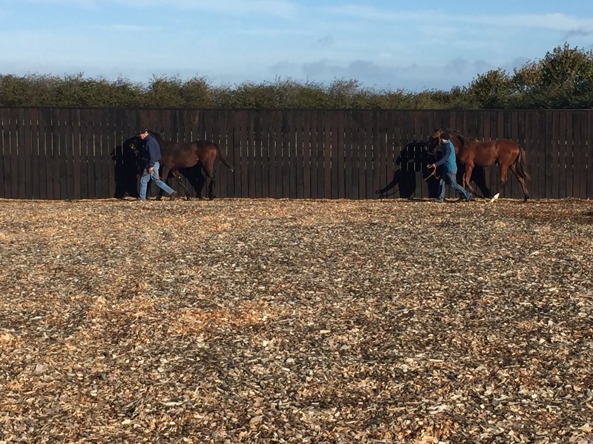 Aislingkinane's tweet photo. All systems go @castlefarmstud #foalprep https://t.co/JhqBfx7l6U