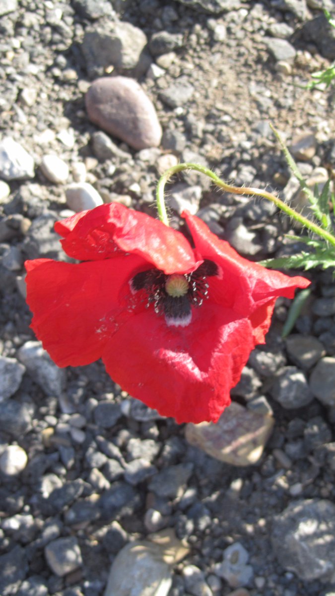 #diamundialdolor = aprender a caminar descalzos sobre las piedras aunque el resto piense que siguen llevando zapatos. Hay quien sí que os ve