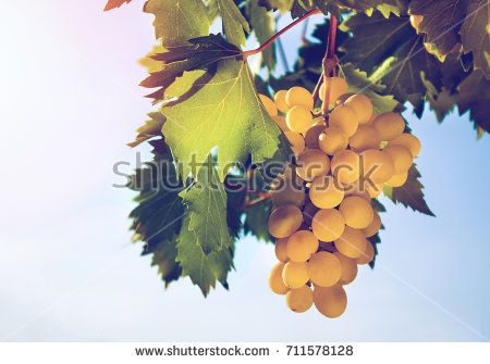 White #grapes #bunch and #leafs in #sunset and sky in background
#shutterstock
Download Picture Here: buff.ly/2gLOx6k